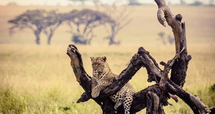 Kenya-7 days featuring classic safari - Almighty Kilimanjaro 6