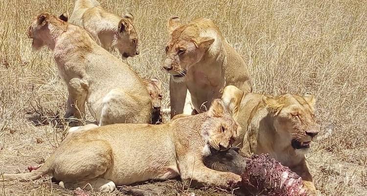 Kenya-7 days featuring classic safari - Almighty Kilimanjaro 10