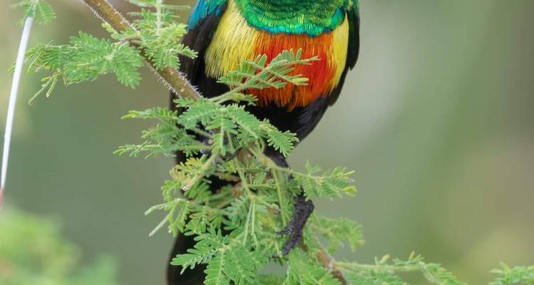 4 Day Tanzania Luxury Lodge Safari Tour -  Travel Africa Safari Agency 6