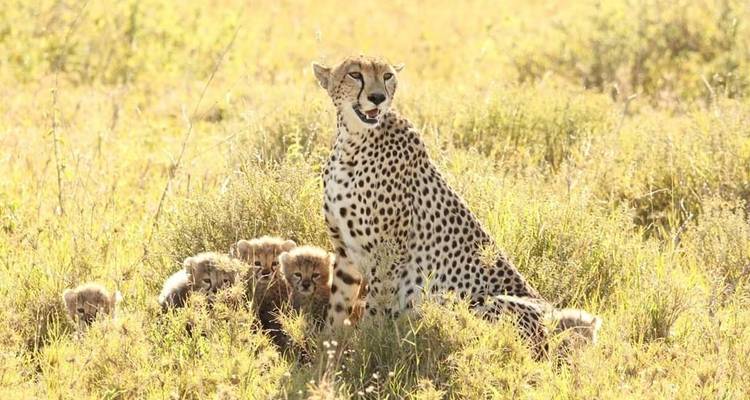 Circuito de Safari con Alojamiento de Lujo en Tanzania - 5 días -  Travel Africa Safari Agency 4