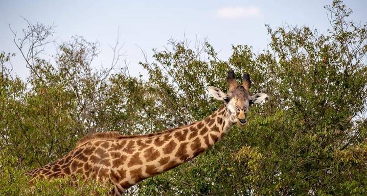 Circuito de Safari con Alojamiento de Lujo en Tanzania - 5 días -  Travel Africa Safari Agency 1