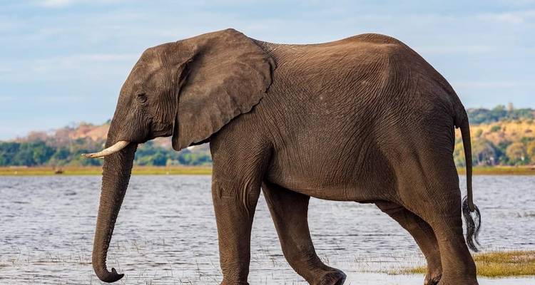 Circuito de Safari con Alojamiento de Lujo en Tanzania - 5 días -  Travel Africa Safari Agency 3