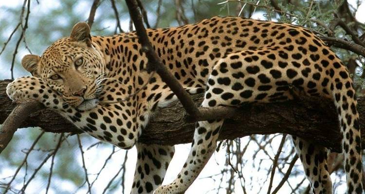 Safari con alojamiento de lujo de 6 días en Tanzania -  Travel Africa Safari Agency 4