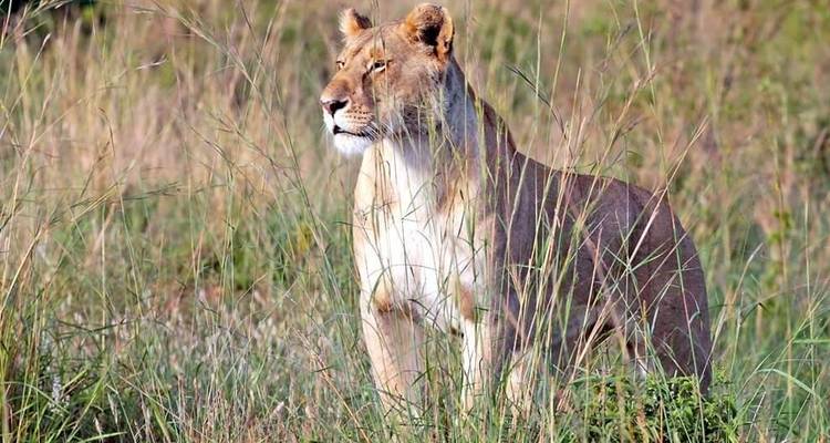 Safari con alojamiento de lujo de 6 días en Tanzania -  Travel Africa Safari Agency 7