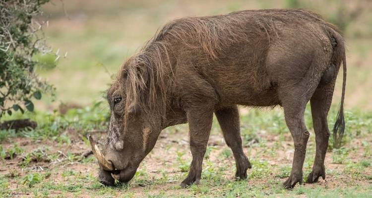 Safari con alojamiento de lujo de 6 días en Tanzania -  Travel Africa Safari Agency 3