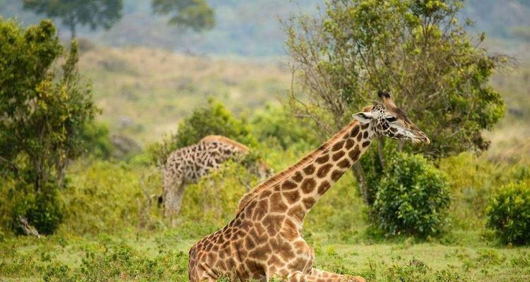Safari con alojamiento de lujo de 6 días en Tanzania -  Travel Africa Safari Agency 6