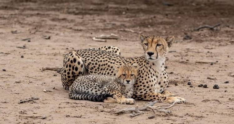 Safari con alojamiento de lujo de 6 días en Tanzania -  Travel Africa Safari Agency 2