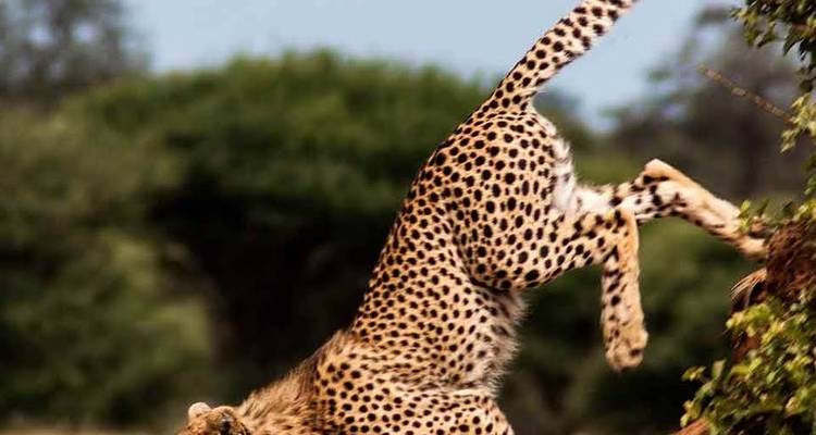 Safari con alojamiento de lujo de 6 días en Tanzania -  Travel Africa Safari Agency 10