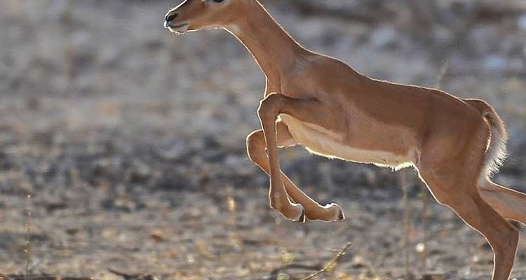 Safari con alojamiento de lujo de 6 días en Tanzania -  Travel Africa Safari Agency 9
