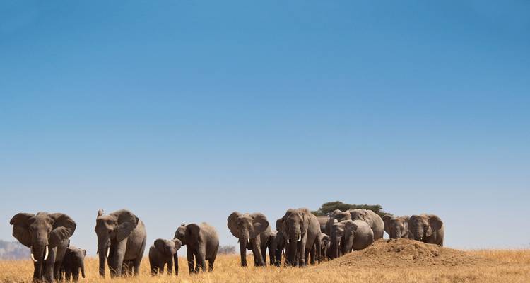 Journeys: Kenya & Tanzania Safari National Geographic Journeys - National Geographic Journeys with G Adventures 8