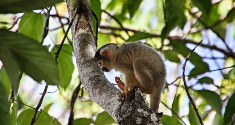 Jungle péruvienne de Tambopata - 2 jours/1 nuit - PVTravels 6