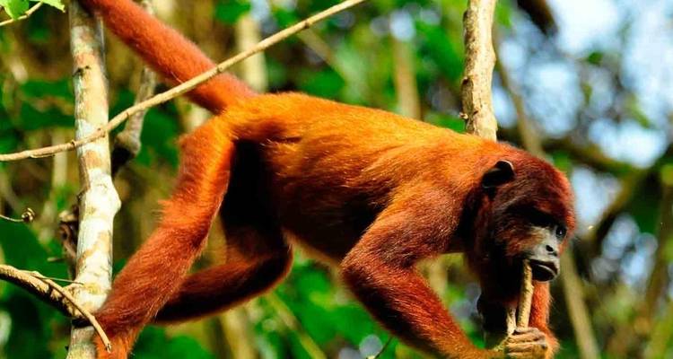Jungle péruvienne de Tambopata - 2 jours/1 nuit - PVTravels 7