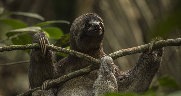 Een luiaard die aan een boomtak hangt in een jungle-omgeving.