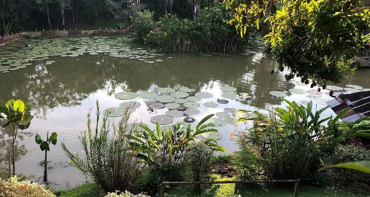Lily pads on a pond surrounded by lush vegetation.