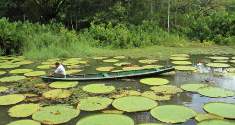 Person paddling a canoe among giant lily pads.