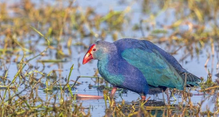 7 Day Golden Triangle Tour with Wildlife - Delhi Agra Bharatpur Ranthambore Jaipur Delhi Tour - Joyful Holidays 6