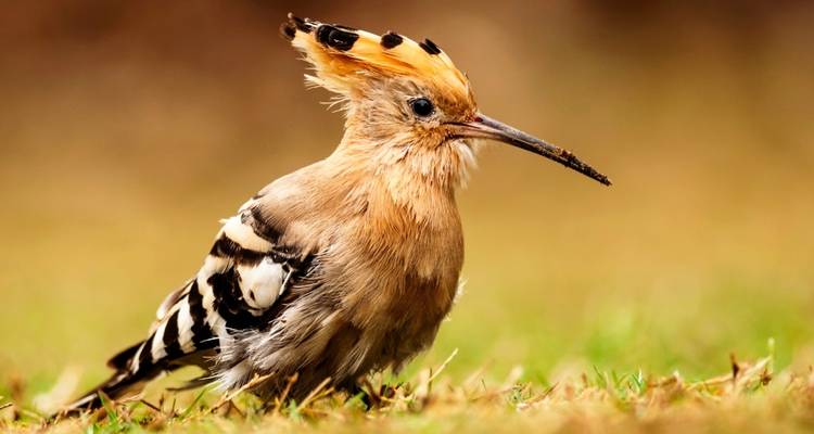 7 Day Golden Triangle Tour with Wildlife - Delhi Agra Bharatpur Ranthambore Jaipur Delhi Tour - Joyful Holidays 8