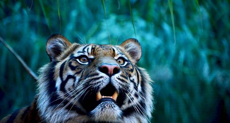7 Day Golden Triangle Tour with Wildlife - Delhi Agra Bharatpur Ranthambore Jaipur Delhi Tour - Joyful Holidays 10