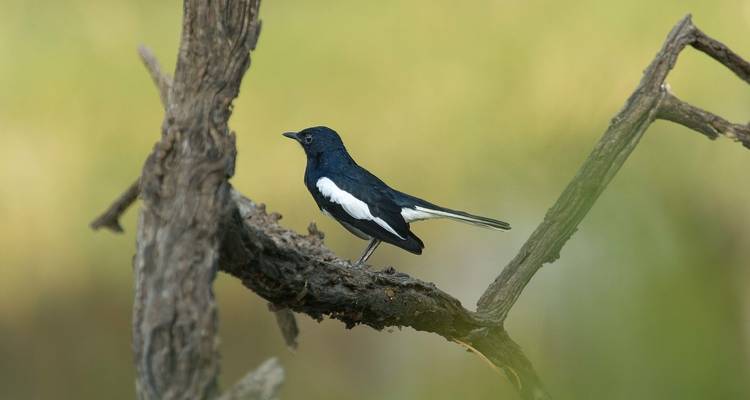 BHARATPUR BIRD WATCHING WITH GOLDEN TRIANGLE TOUR - Taj Holidays 6