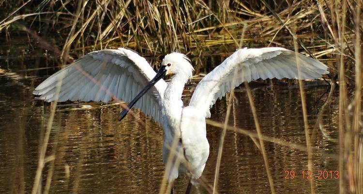 BHARATPUR BIRD WATCHING WITH GOLDEN TRIANGLE TOUR - Taj Holidays 4
