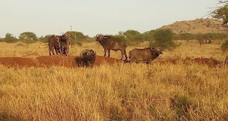 Kenia - bajo lona - Almighty Kilimanjaro 2