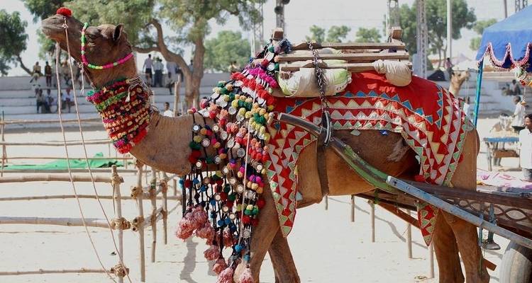 Triangle d'or avec Pushkar - Taj Holidays 4