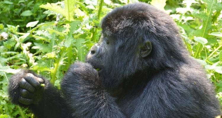 Uganda - 4 días de excursión en gorila - Almighty Kilimanjaro 10