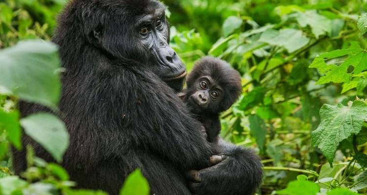 Uganda - 4 días de excursión en gorila - Almighty Kilimanjaro 1