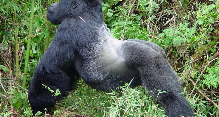 Uganda - 4 días de excursión en gorila - Almighty Kilimanjaro 2