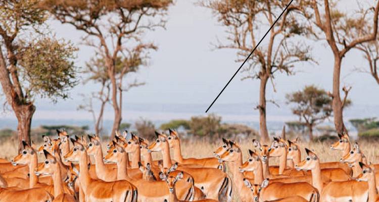 Tarangire National Park Day Trip Tour with Reasonable Price. - Africa Natural Tours 4