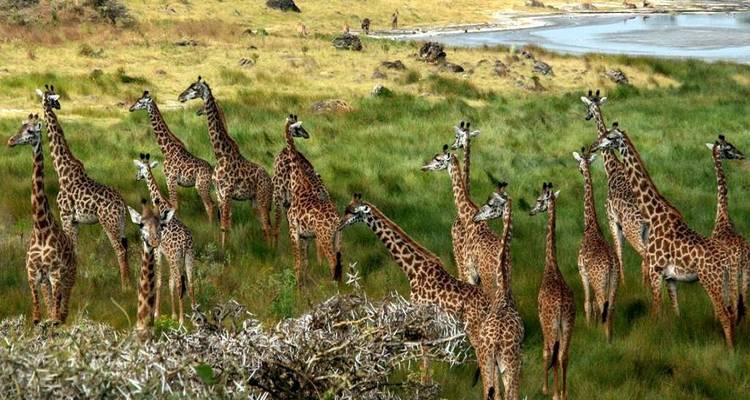 Tarangire National Park Day Trip Tour with Reasonable Price. - Africa Natural Tours 6
