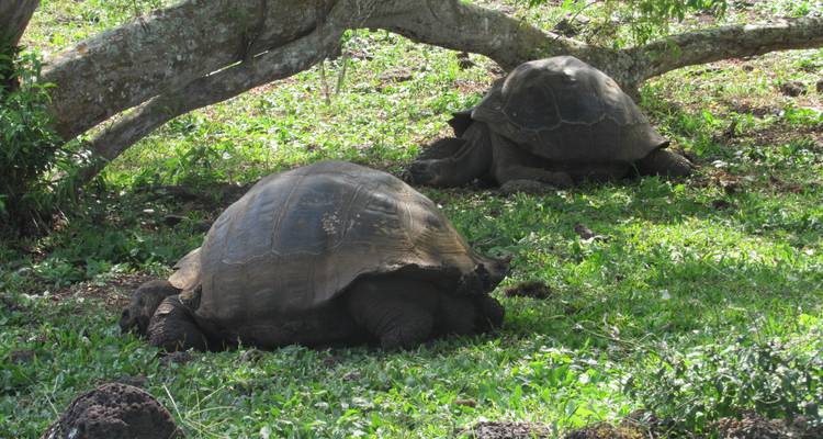 Les Galápagos, un archipel enchanté - 8 jours - Cami Adventures 8