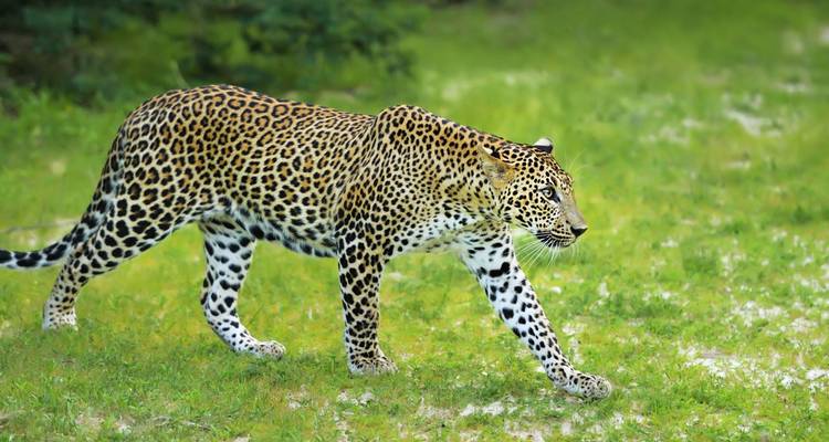 Descubre Sri Lanka - circuito de 10 días - Hellow Travel 2