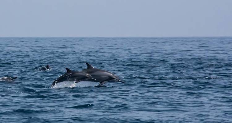 La magie du Sri Lanka - New Elegance Lanka Tours and Leisure 4