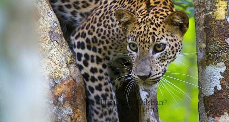 La magie du Sri Lanka - New Elegance Lanka Tours and Leisure 2
