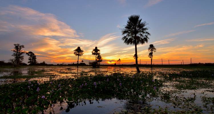 Sunset over a wetlands area with silhouetted palm trees.