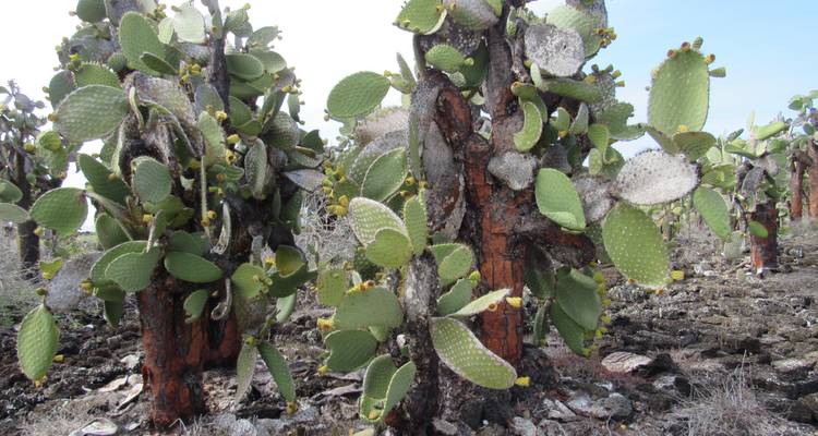 Galapagos Experience (4 days) - Cami Adventures 3