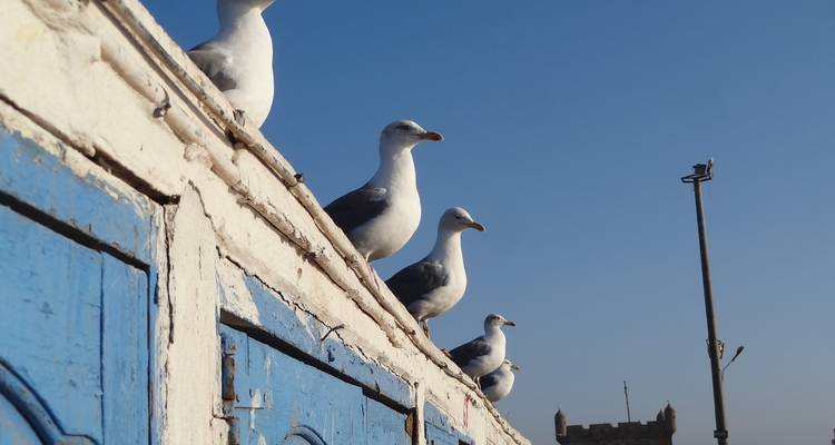 Marrakech y la costa atlántica - 8 días - Trek in Morocco 3