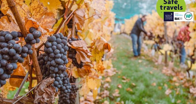Vides con uvas maduras, una persona al fondo.