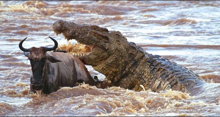 Las aves y las bestias de Uganda - Ovacado Adventures 8