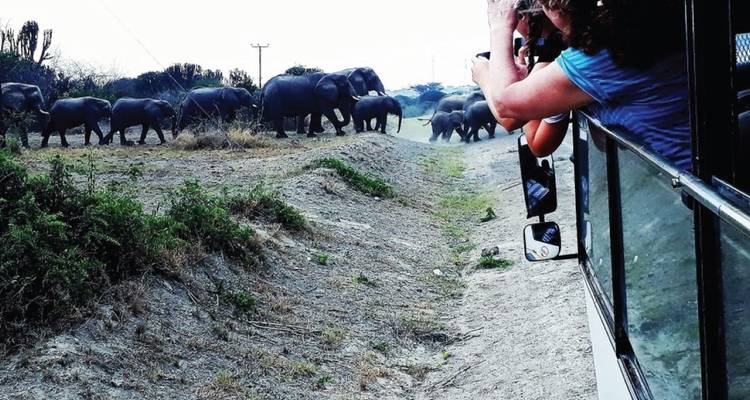 Las aves y las bestias de Uganda - Ovacado Adventures 3