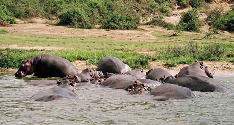 Las aves y las bestias de Uganda - Ovacado Adventures 2