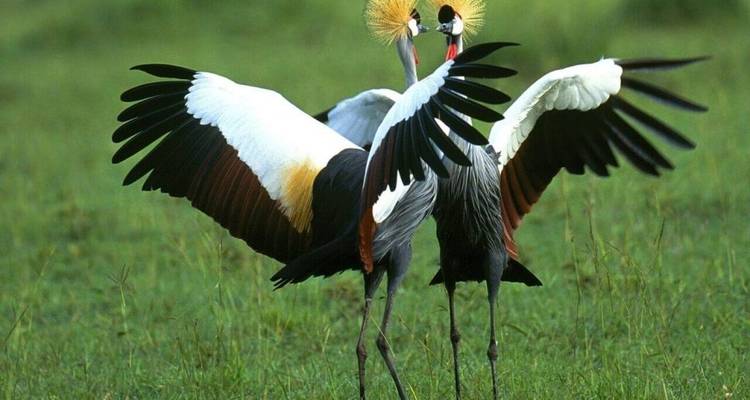 Las aves y las bestias de Uganda - Ovacado Adventures 7