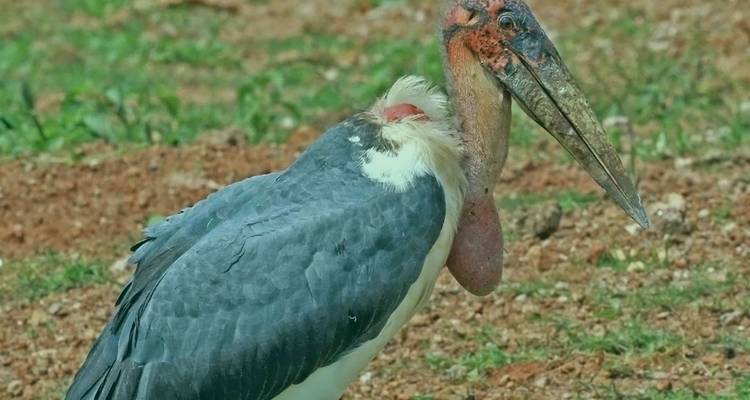 Las aves y las bestias de Uganda - Ovacado Adventures 4