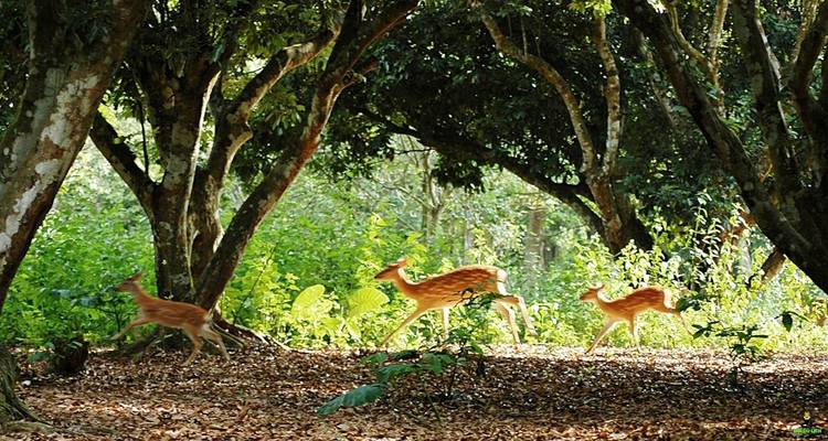 Rehe laufen anmutig in einem bewaldeten Gebiet.