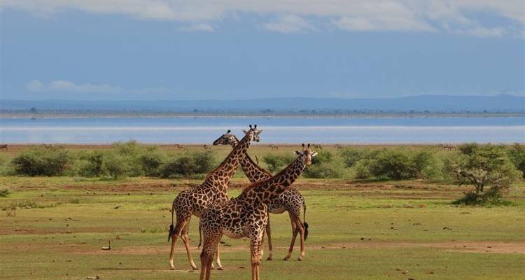 Mejor aventura clásica Kenia y Tanzania, alojamiento Básico - Classic Journeys Africa Ltd 6