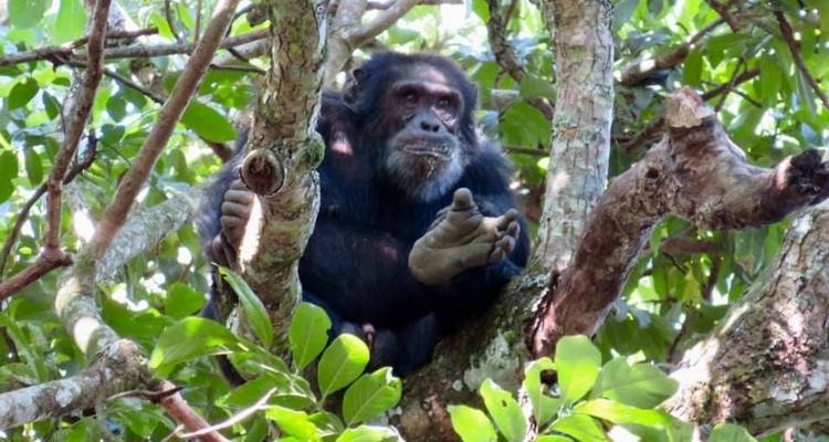 15 days discovery of  Uganda & Tanzania - Mukisa Safaris Uganda 8