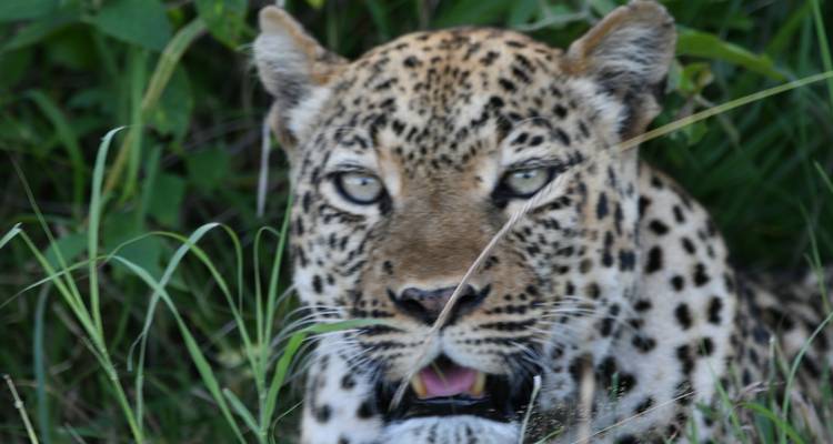 15 days discovery of  Uganda & Tanzania - Mukisa Safaris Uganda 1