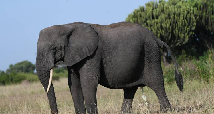 15 days discovery of  Uganda & Tanzania - Mukisa Safaris Uganda 2