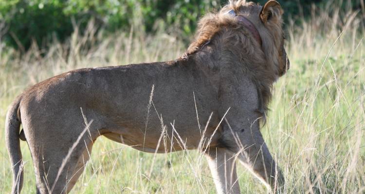 15 days discovery of  Uganda & Tanzania - Mukisa Safaris Uganda 6